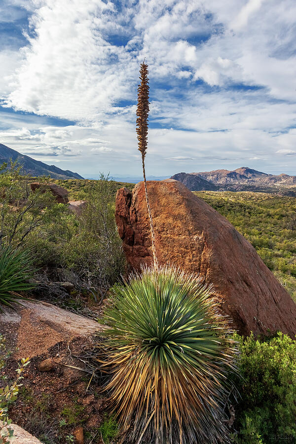 Desert Yucca Photograph by Rick Furmanek