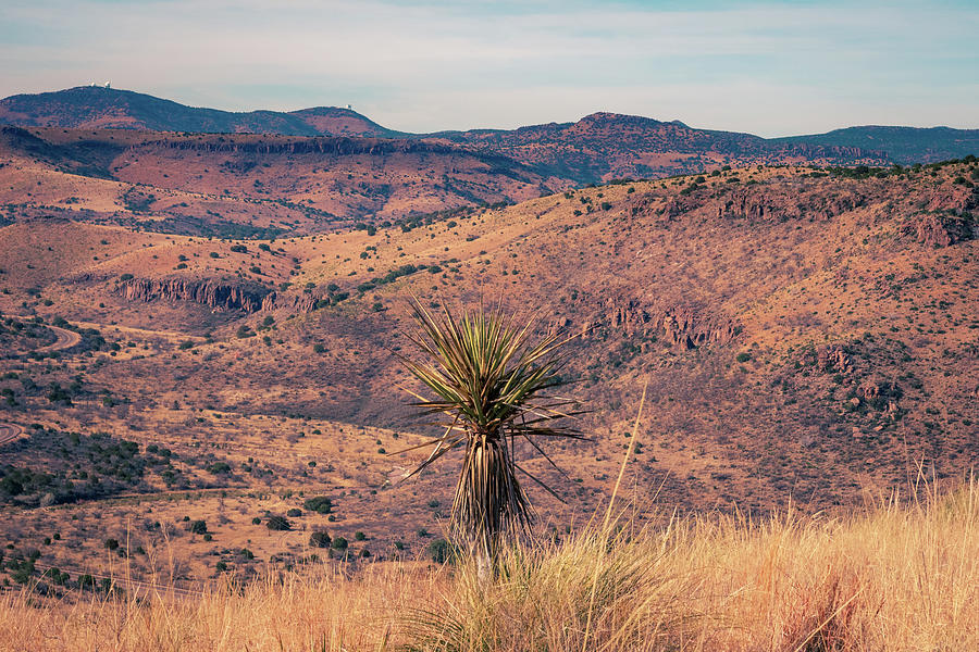Desert Yucca Photograph by Slow Fuse Photography