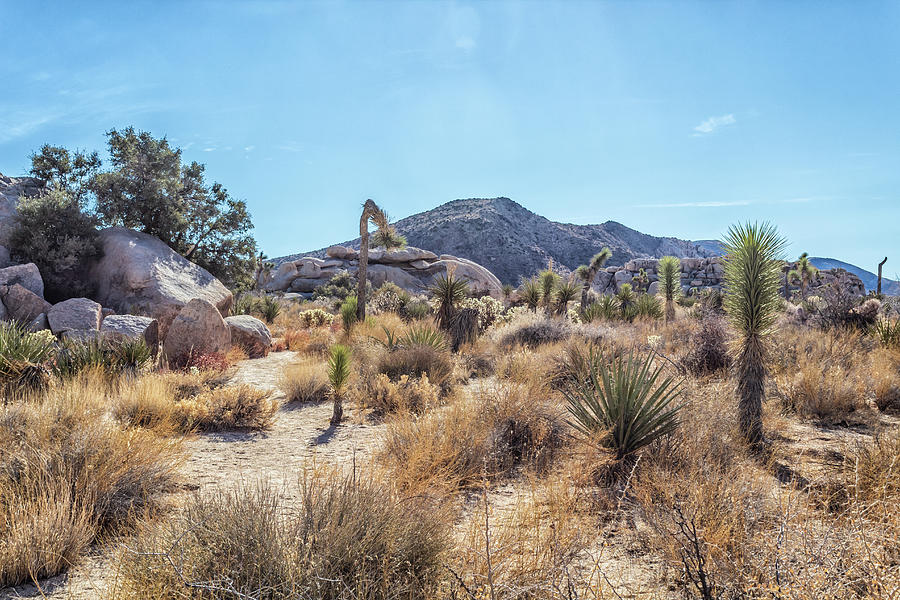 Desertscape Photograph by Alison Frank