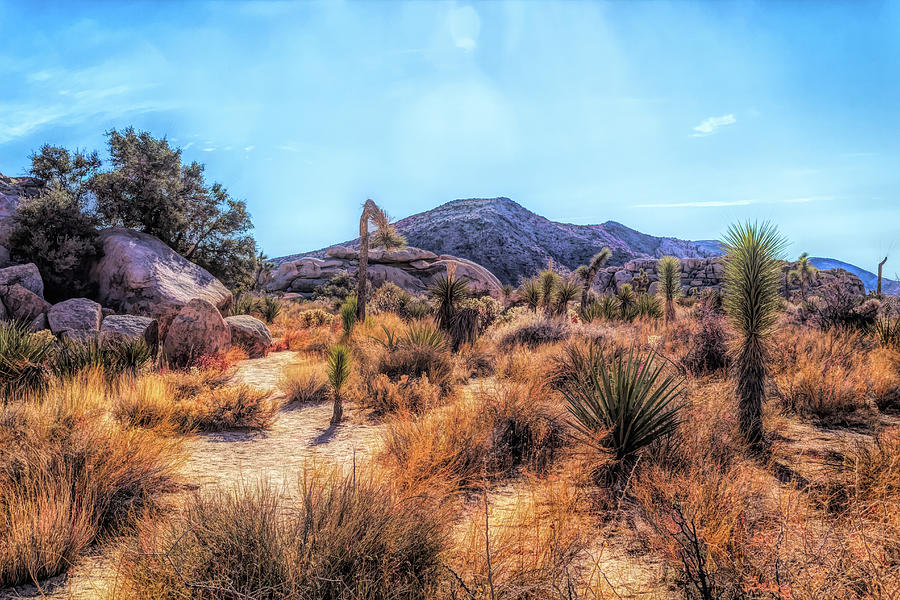 Desertscape OPC Photograph by Alison Frank