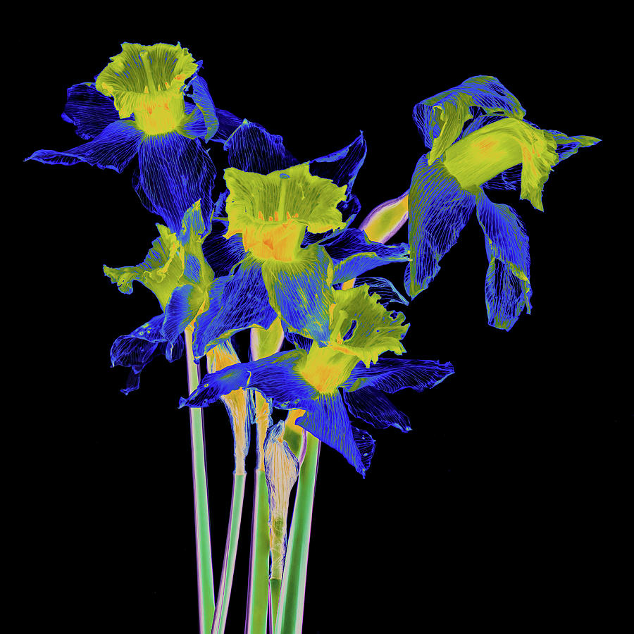 Desiccated Daffodils on Black Photograph by Karen Smale