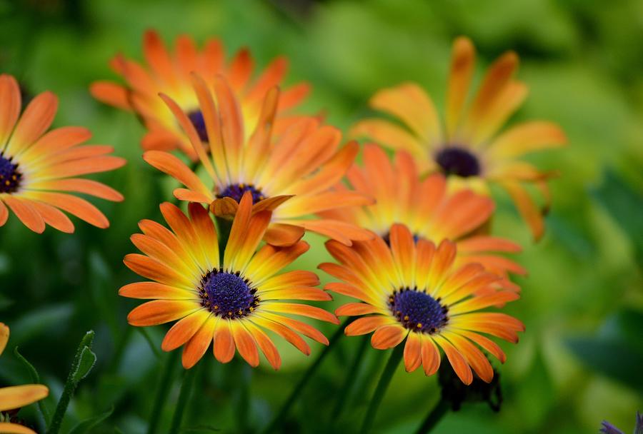 Orange And Yellow Flowers  Photograph by Marla McPherson