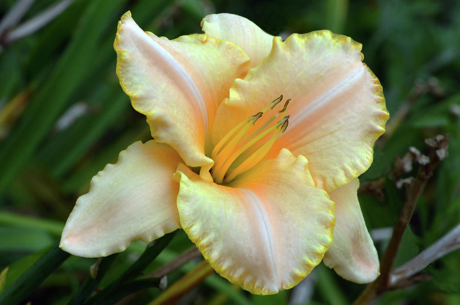 Desirable Daylily. Photograph by Terence Davis
