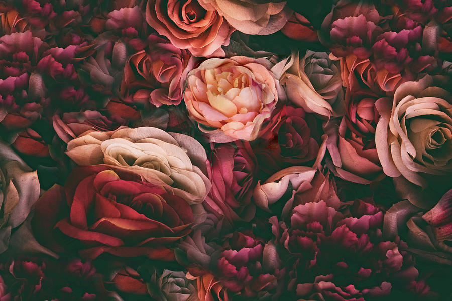 Rose Photograph - Desire by Jessica Jenney