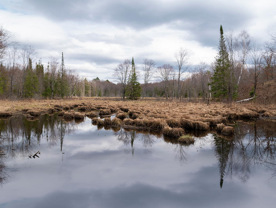 Desolate Swamp In A Forest In Ontario Photograph
