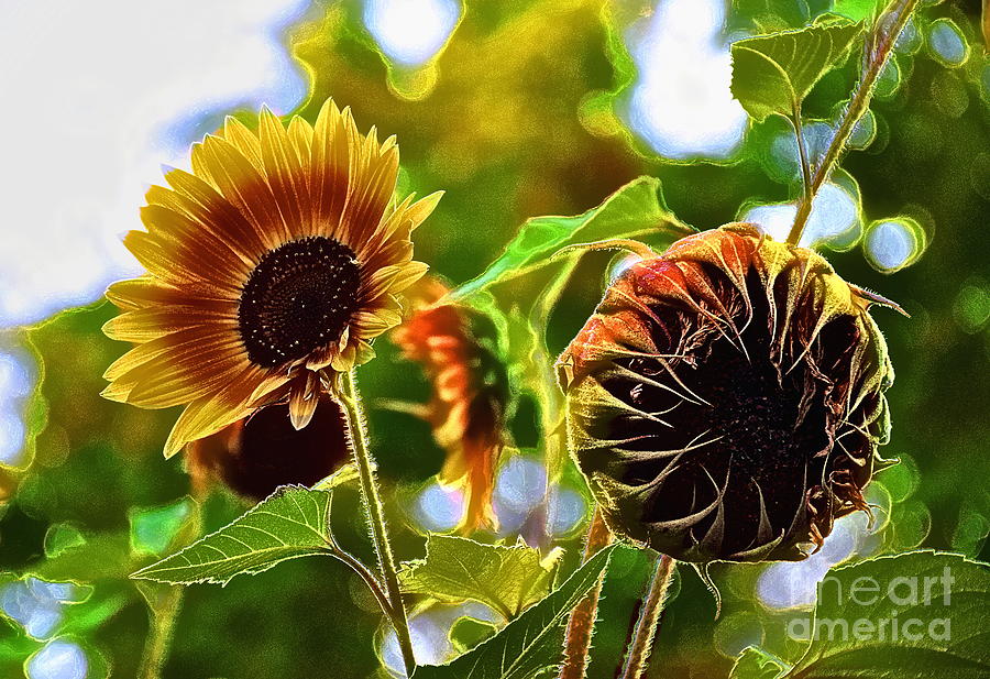Sunflowers Losing the Hold on Summer Photograph by Sea Change Vibes
