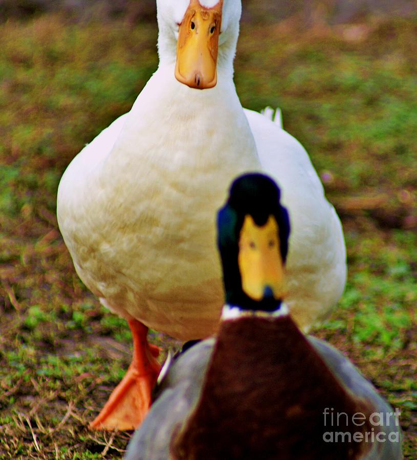 Despicable Duck Photograph