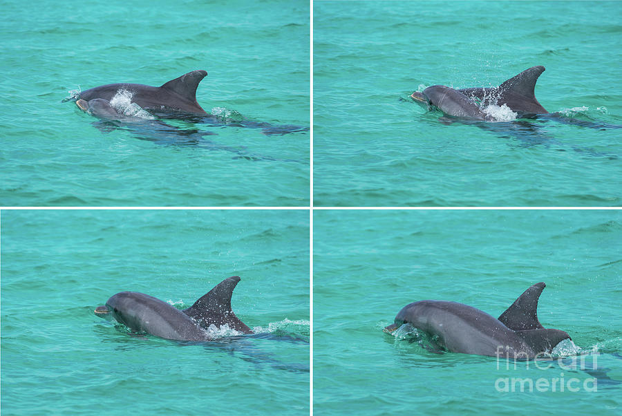 Destin Dolphin Collage Photograph by Jennifer White