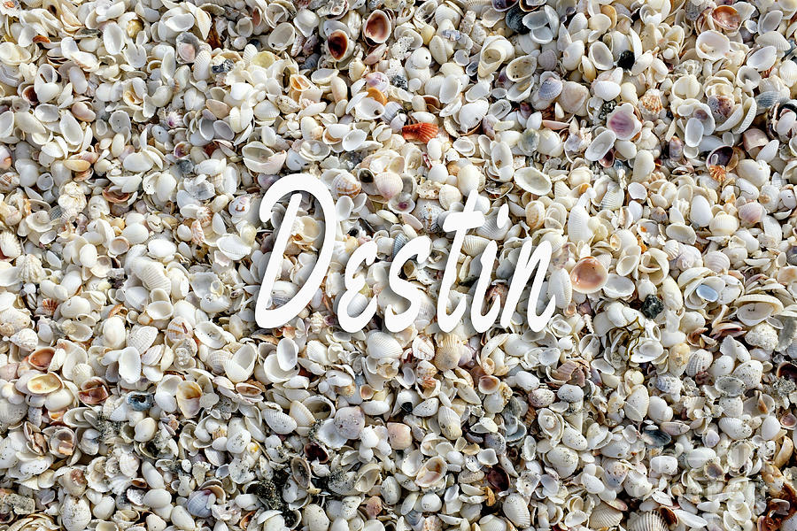 Destin Florida Seashells Photograph by Edward Fielding