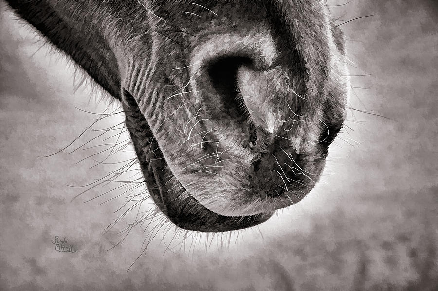 Horse Mixed Media - Destiny Blind Horse Nose by Sandi OReilly