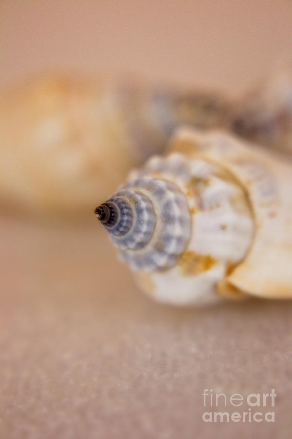Destiny of the Sea Shell Photograph by Ella Kaye Dickey