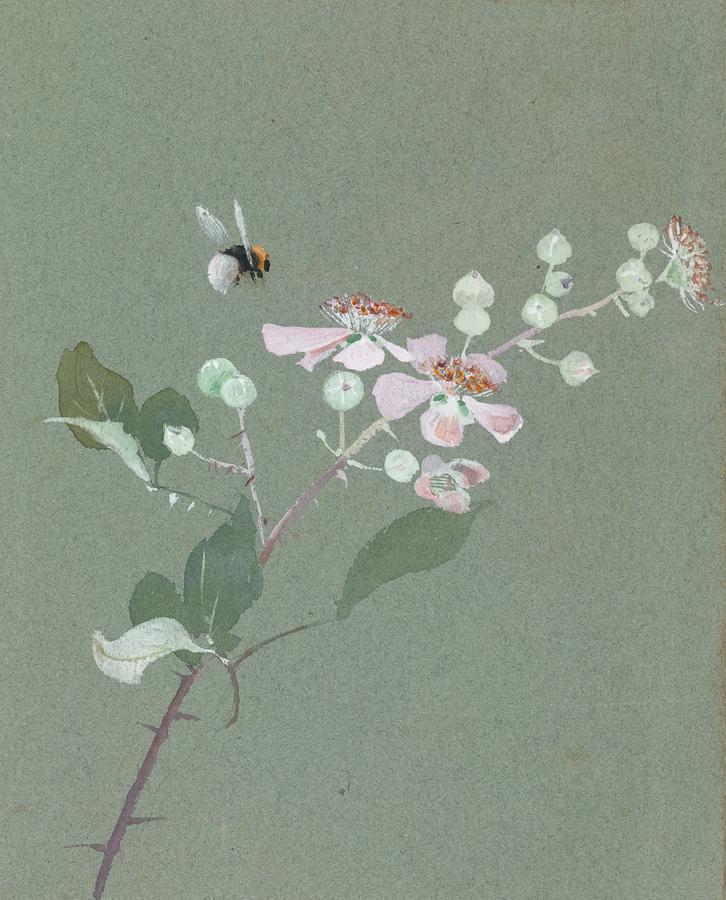 Flower Painting - Desultory Bee by Lilias Trotter