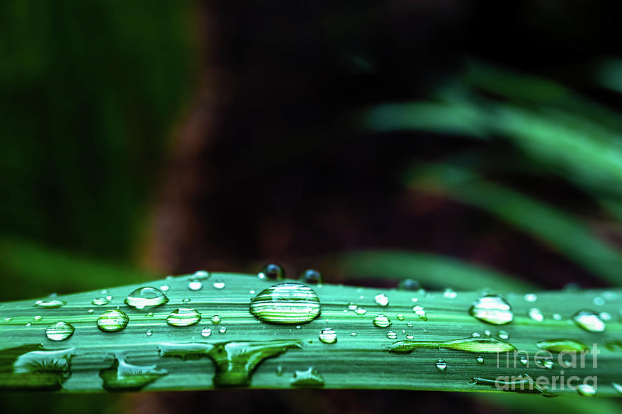 Detail and close-up of raindrops on green leaves, texture and natural background Photograph by Joaquin Corbalan