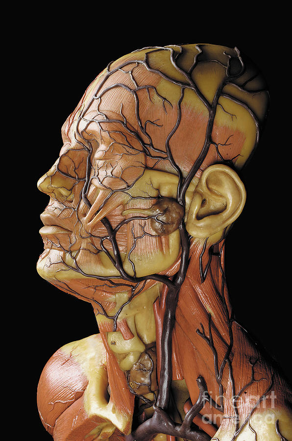 Detail of a male anatomical ecorche model, displaying muscles, arteries and veins Sculpture by Gustav Zeiller