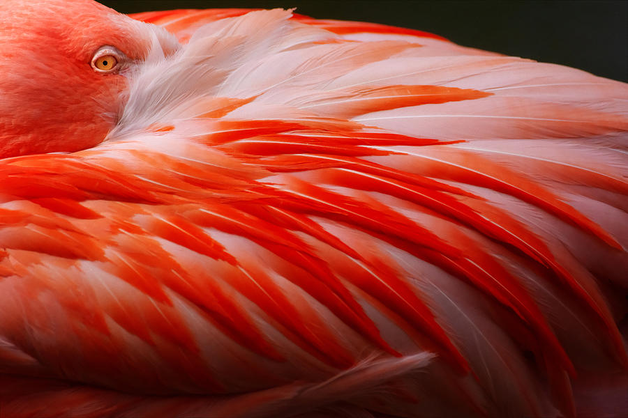 Detail of a pink flamingo Photograph by Julien Fourniol/Baloulumix