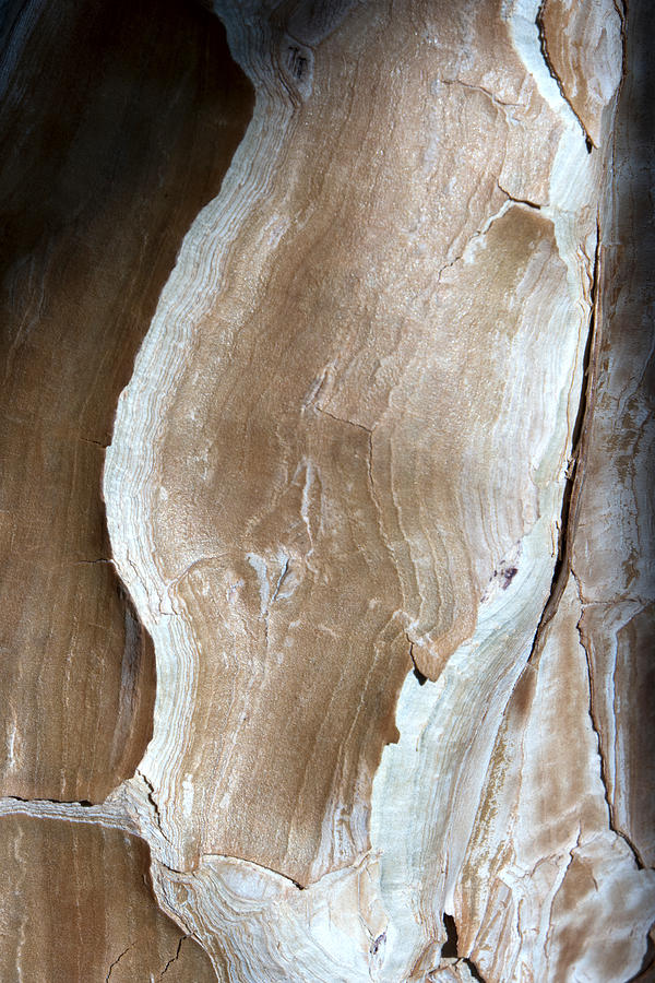 Detail of a tree bark Photograph by 3quarks