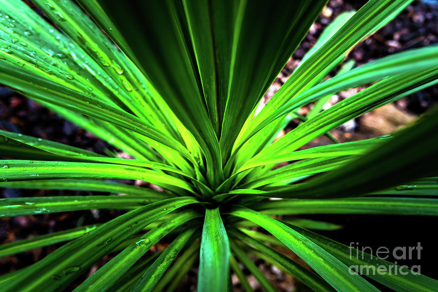 Detail Of A Tropical Palm Plant After A Rain. Photograph