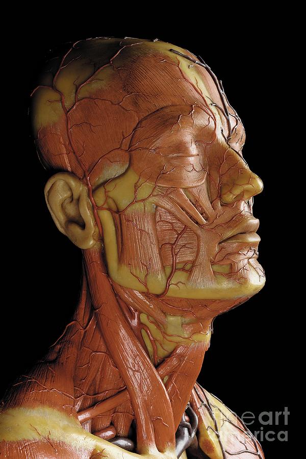 Detail of an anatomical ecorche model, displaying muscles, arteries and veins Sculpture by Gustav Zeiller