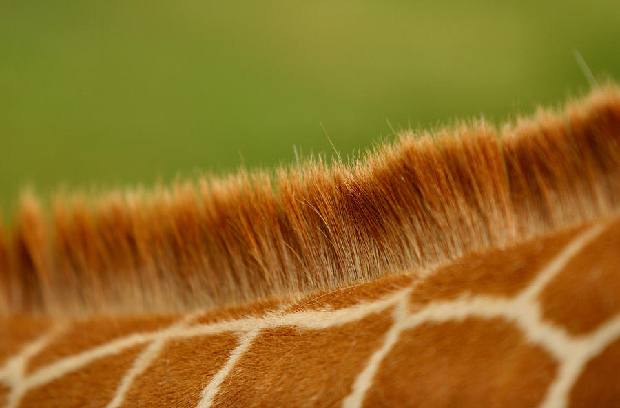 Detail of coat pattern and mane on giraffes neck Photograph by Photo by Elena Tarassova