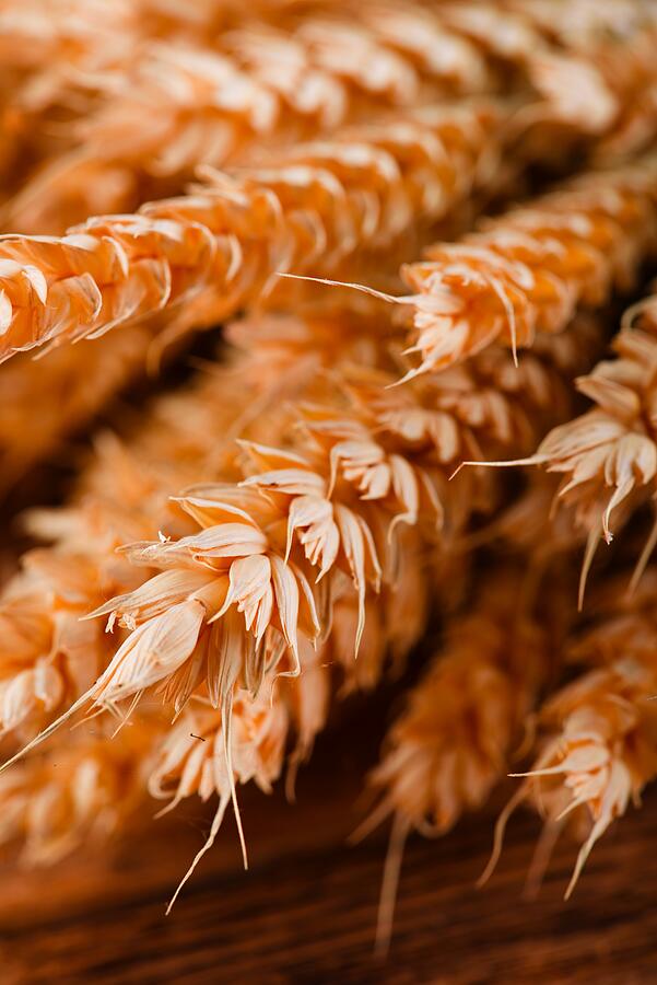 Detail of dried golden wheat with small cobwebs Photograph by Yommy8008