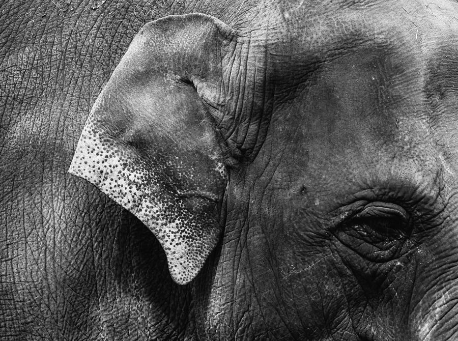 Detail of Elephant - Monochrome Photograph by Sami Sert