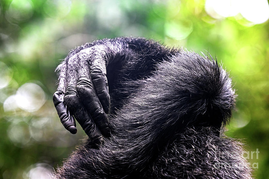 Detail of the hands of two chimpanzees Photograph by Jane Rix