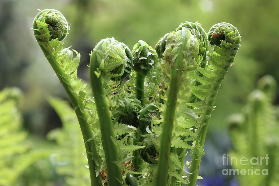Detail of the sprout of ferns Photograph by Michal Boubin