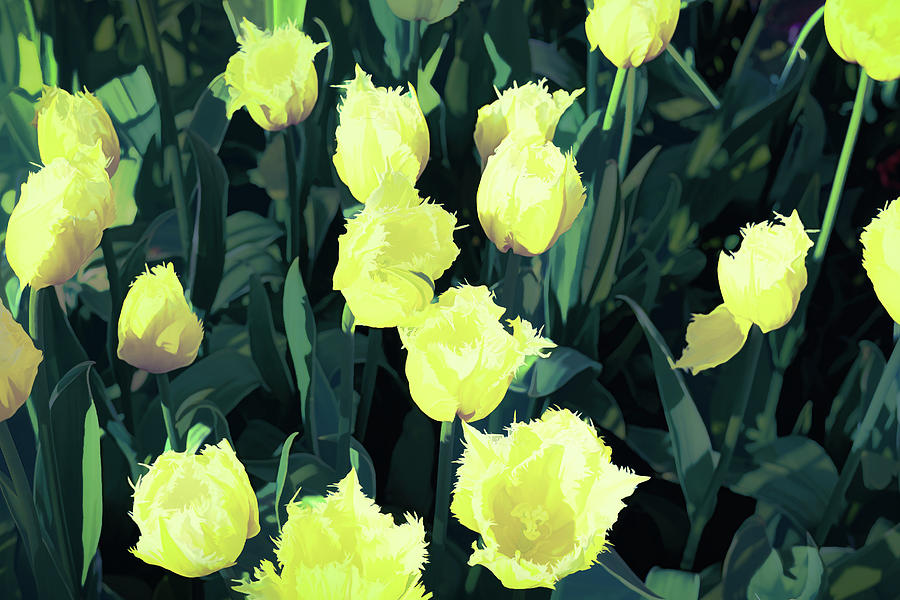 Detail of yellow tulips - CR2305-9186-ABS Photograph by Jordi Carrio Jamila