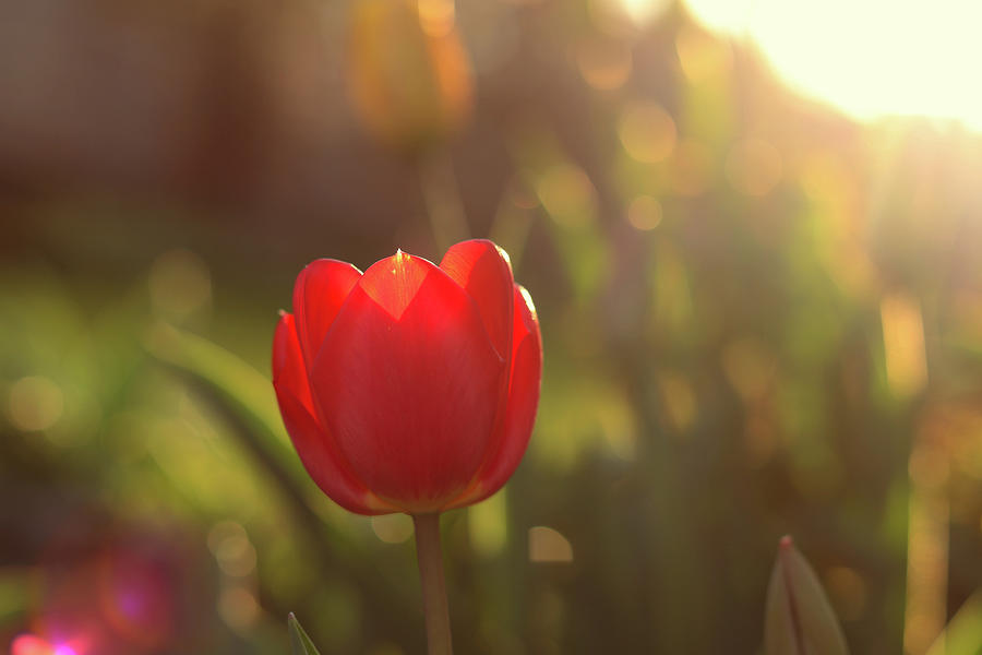 Detail on beautiful red tulip during golden hour. Photograph by Vaclav Sonnek