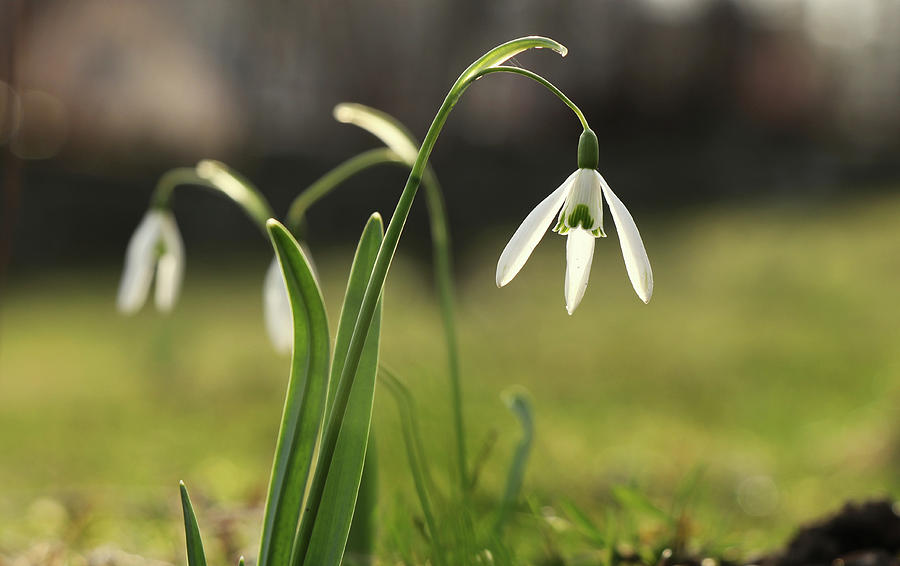 Detail on Galanthus in morning times after long winter days. First spring flower on the garden. Galanthus nivalis grow up with amazing white bloom. Wonderful show. Concept of spring flowers Photograph by Vaclav Sonnek