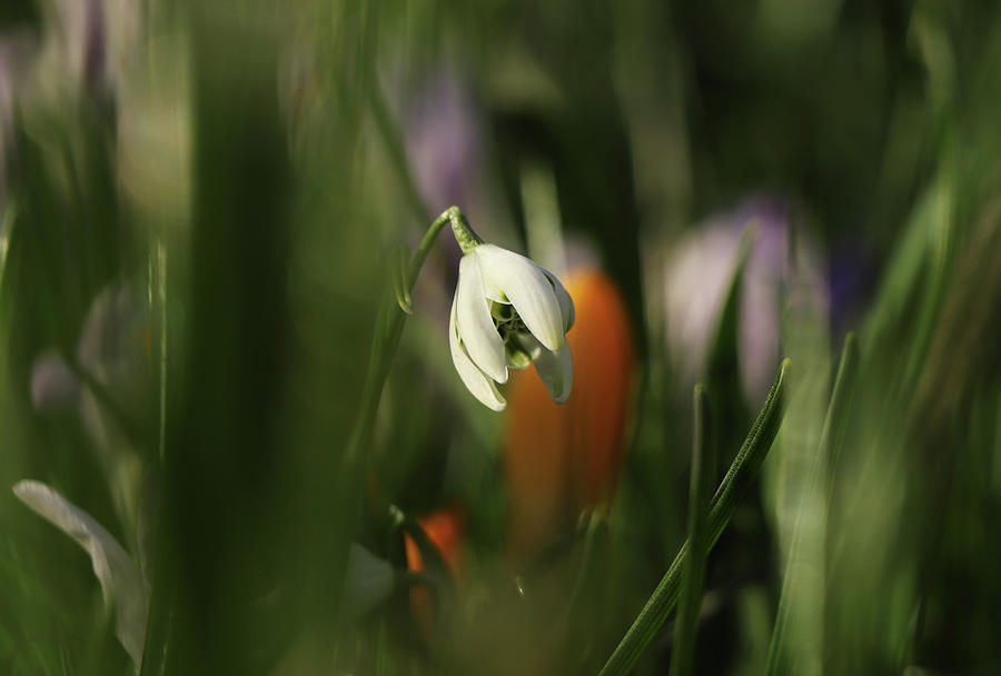 Detail on white Galanthus between many green stems. Galanthus nivalis Viridapice. Wonderful white bloom hidden in the middle of grass. White and green. Beginning of spring time. Photograph by Vaclav Sonnek