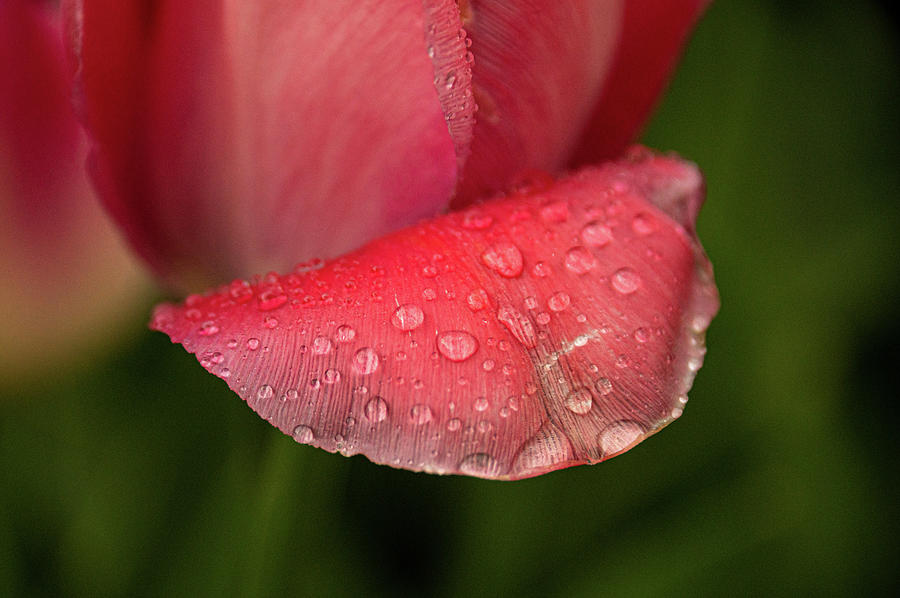Garden Photograph - Detailed Drops by Kristopher Schoenleber