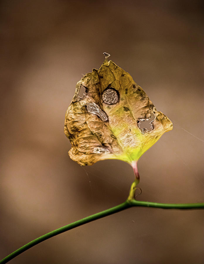 Detailed Leaf Photograph by Rick Nelson