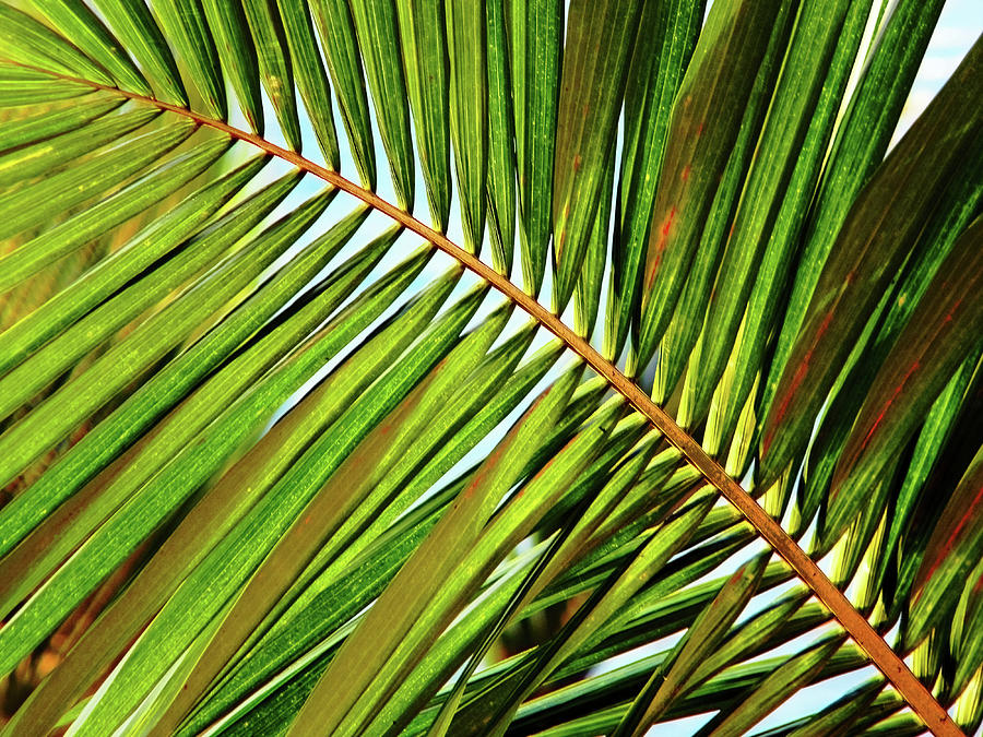Detailed Palm Leaf Photograph by Debbie Oppermann