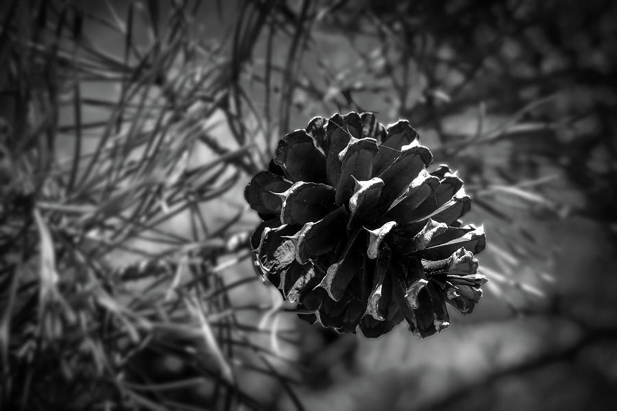 Details Of A Pine Cone Photograph