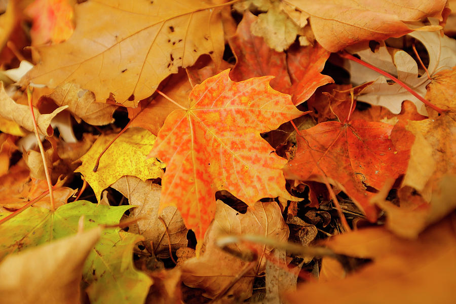 Details of Fall Photograph by AJ Dahm