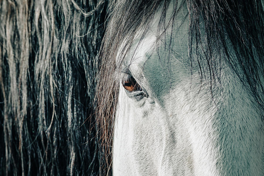 Details of horses head Photograph by Benoit Bruchez
