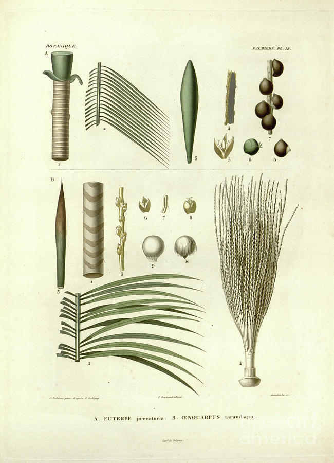 details of Palm tree parts u5 Photograph by Botany