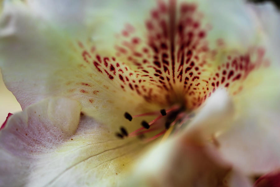Details White Rhododendron Photograph