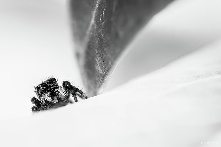 Detective Spider Photograph by Skyler Mead Fine Art America