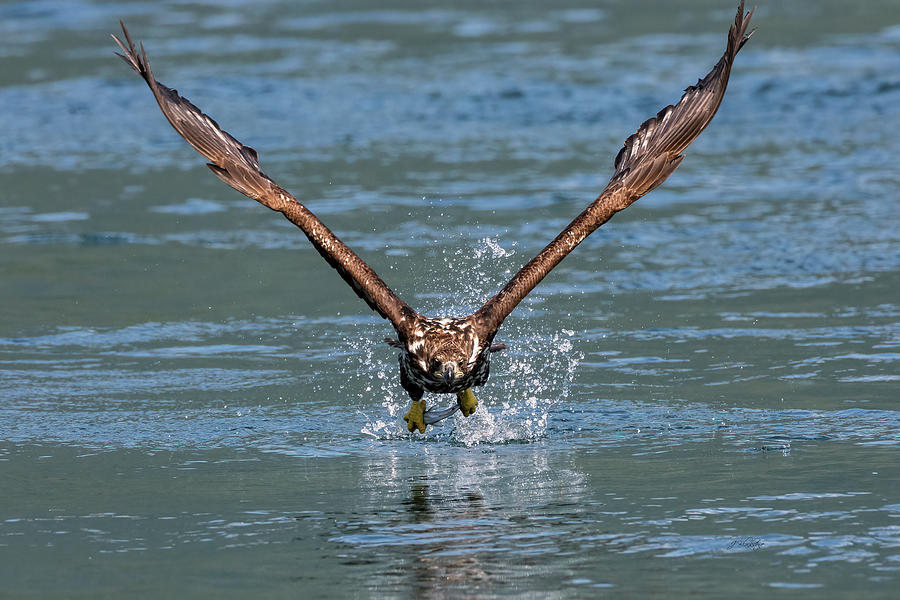 Determination - Eagle Art Photograph by Jordan Blackstone