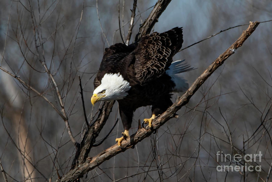Determined Look on an Eagle Photograph by Sandra Js