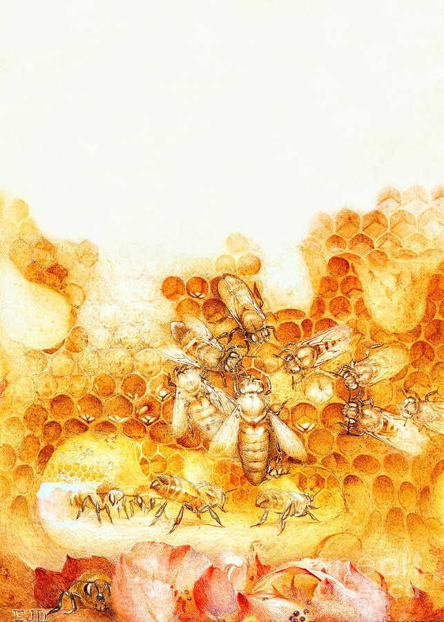 Detmold Bees Photograph by Munir Alawi