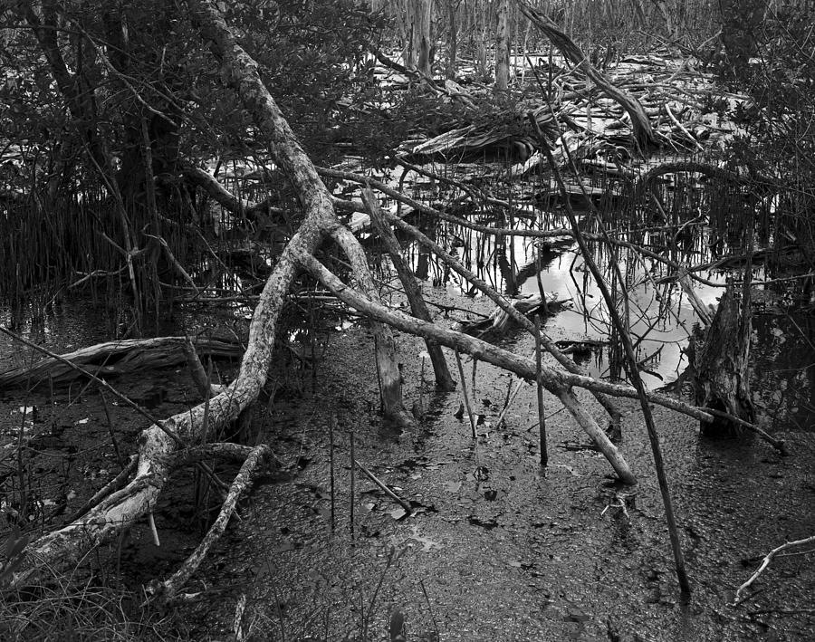 Devastated Mangroves forest - 1 Photograph by Rudy Umans