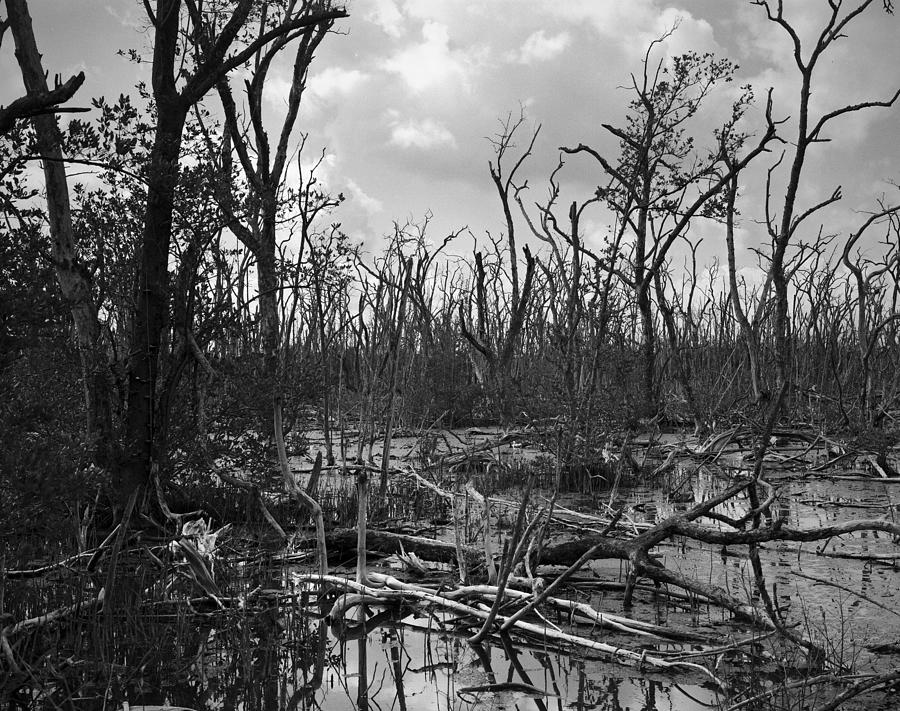Devastated Mangroves forest-2 Photograph by Rudy Umans