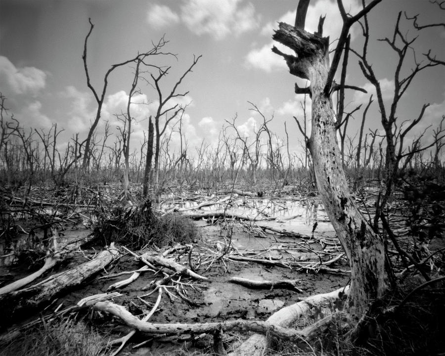 Devastated Mangroves forest Photograph by Rudy Umans