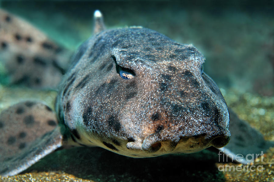 The Develish Looking Bullhead Shark Photograph by Norbert Probst