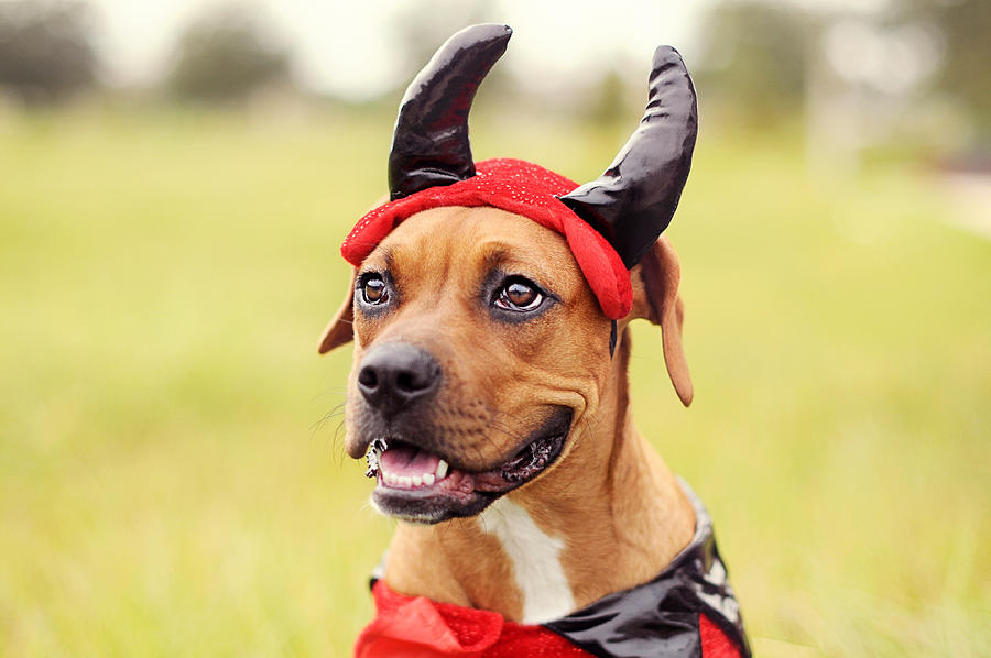 Devil Boxer Dog Photograph by Hillary Kladke