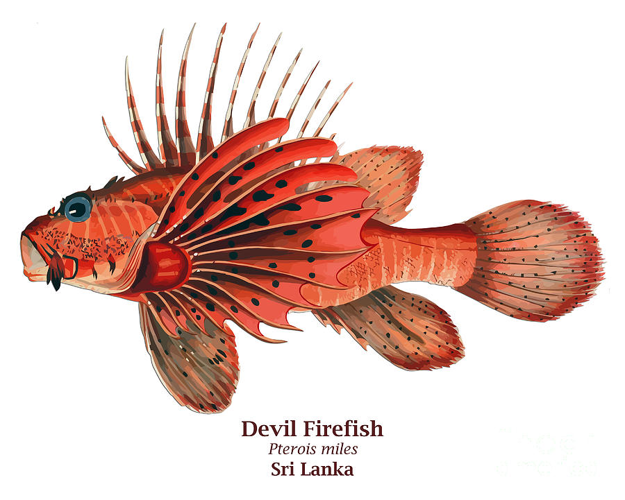 Devil Firefish - Pterois miles - Sri Lanka Digital Art by Gary Whitton