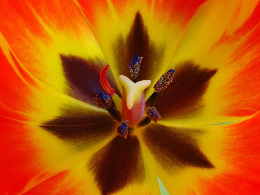 Flower Photograph - Devil Inside by Juergen Roth